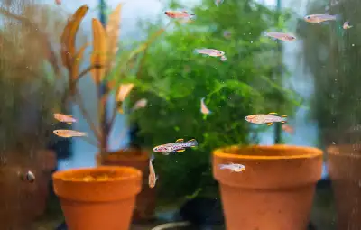 Gardner’s Killi fish for SALE! Scientific Name: Fundulopanchax Gardneri I'm a hobbyist and a lover o...