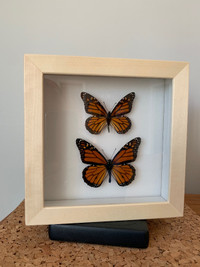 Cadre décoratif , vrais  papillons couple  Monarque