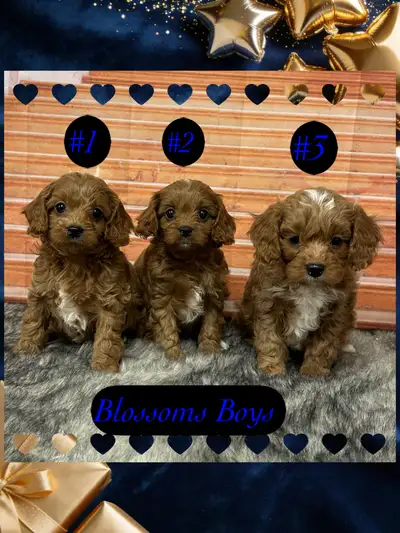 F1 Cavapoo, View more