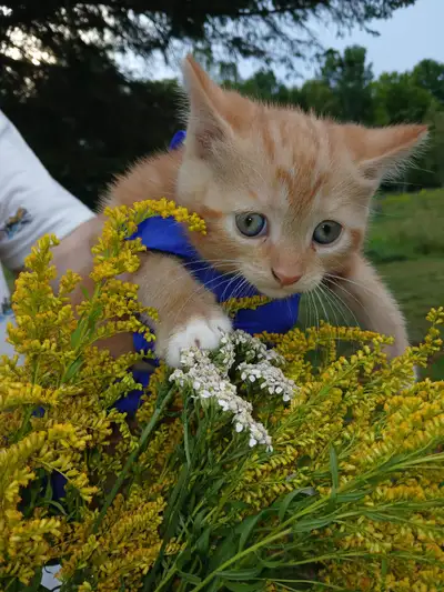 Kittens, View more