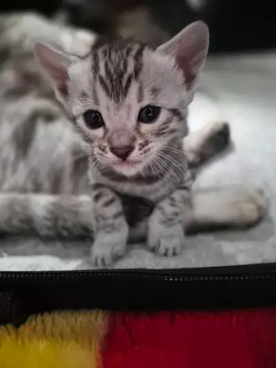 Chatons Bengals, View more