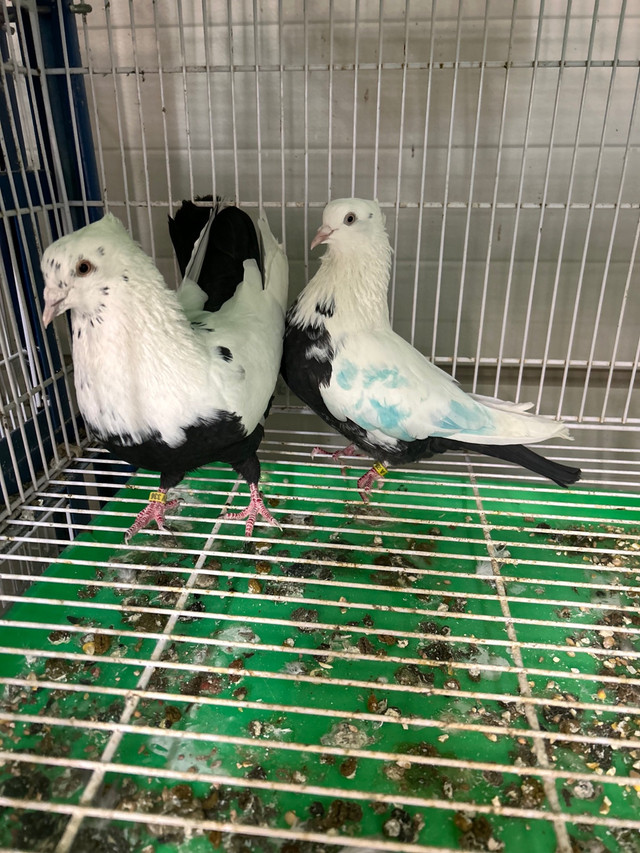 Pigeons  in Birds for Rehoming in Hamilton