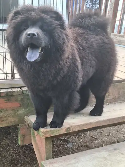 Trained Chowchow looking for a new owner, View more