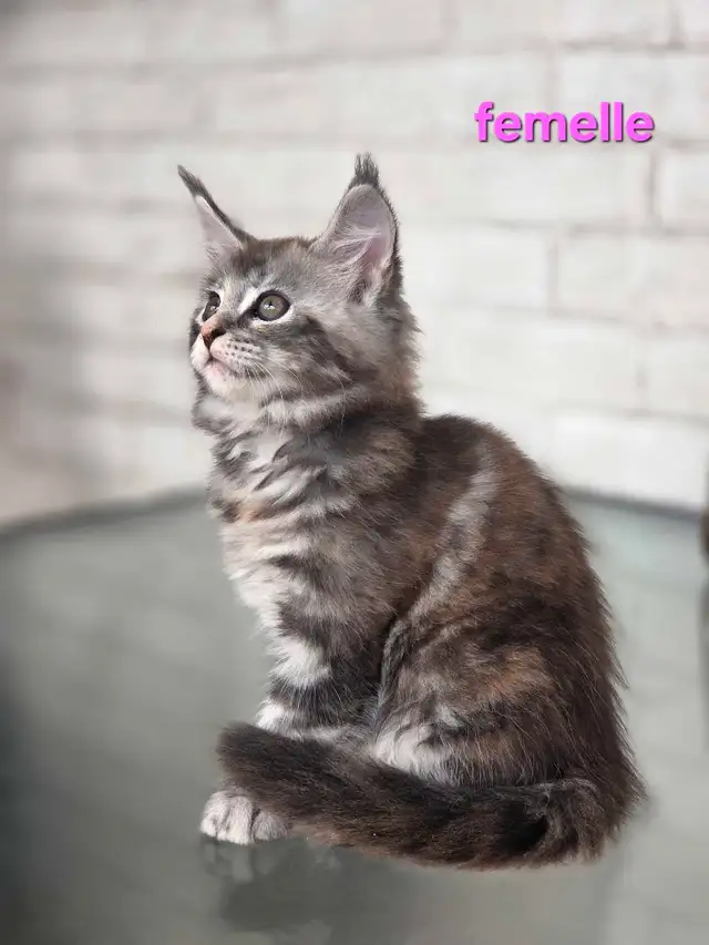 Maine coon chatons