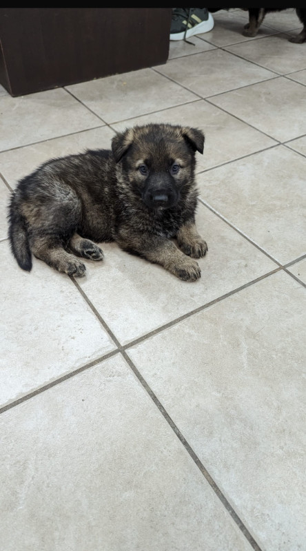  Pure-Bred German Shepherd Puppies! Ready now! in Dogs & Puppies for Rehoming in Oakville / Halton Region - Image 2