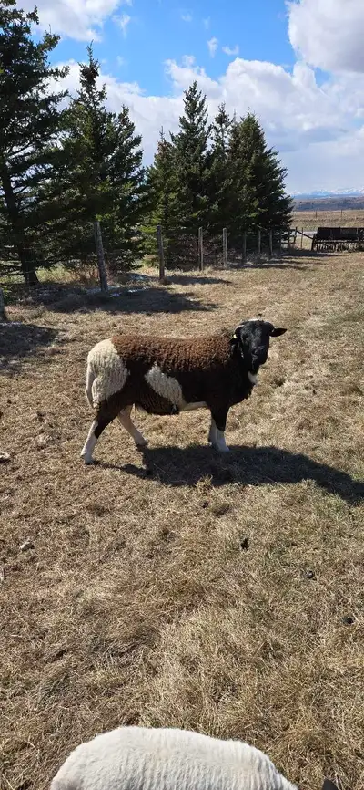 Sheep ram, View more