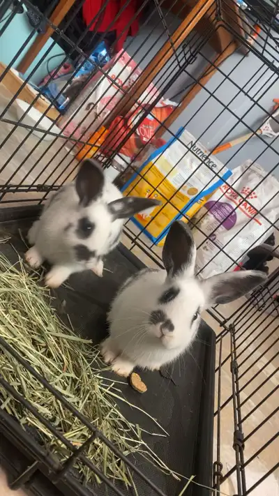 baby bunnies, View more