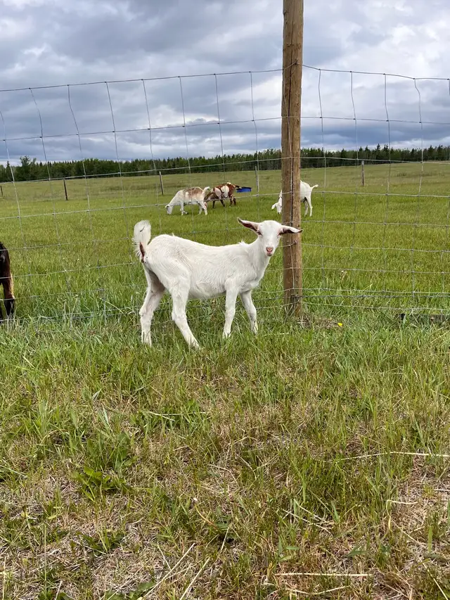 Saanen/Nubian Doeling  in Livestock in Vanderhoof - Image 3