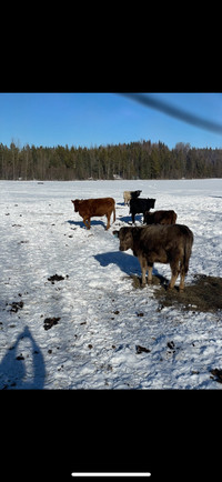 3- 1 year old cows 