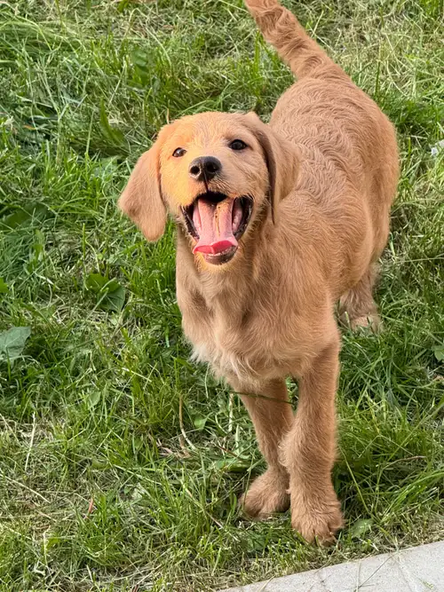 Adorable Labradoodle Puppies for Sale! I have two adorable Labradoodle puppies looking for their for...