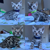 Chatons de Bengal 