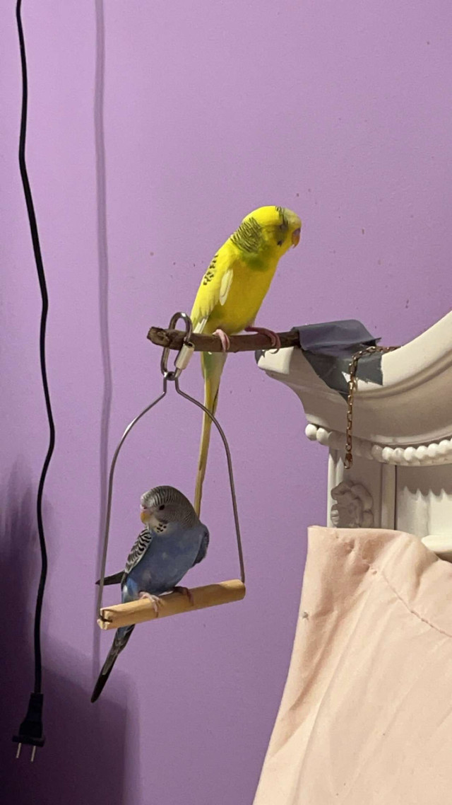 budgies for sale in Birds for Rehoming in Saskatoon