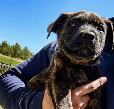 Exceptional Rottweiler × Dutch Shepherd Puppies – Ready to Go, View more