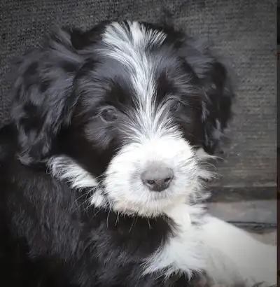 3 CHIOTS FEMELLES DOODLES (2 MOIS), PUPPY, View more