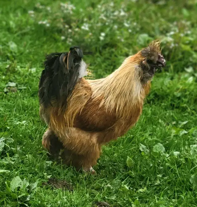 9 hens 1 rooster | Livestock | Chatham-Kent | Free local classifieds ...