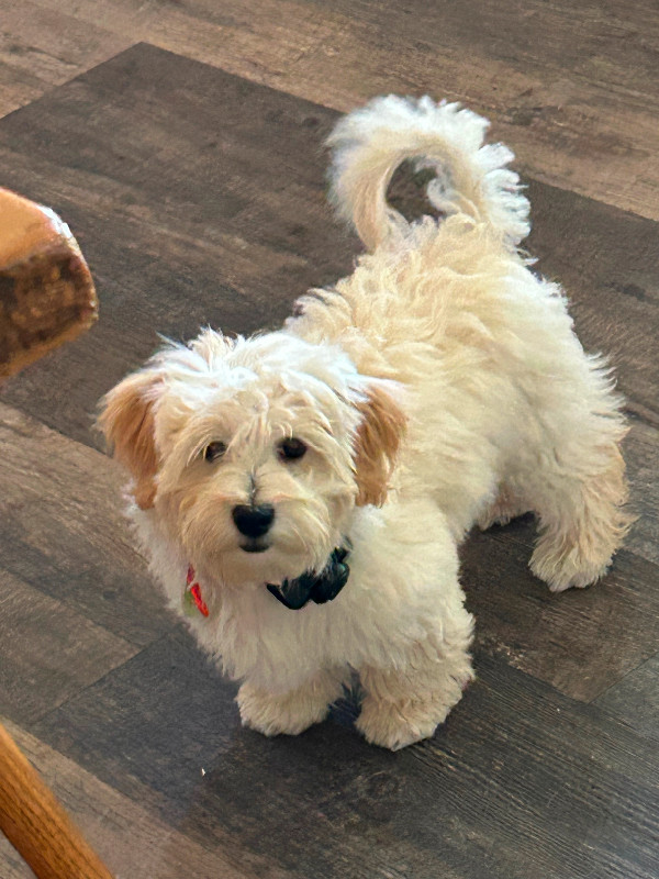 Havanese pup for sale Dogs & Puppies for Rehoming Mississauga