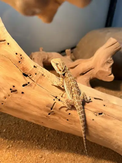 Bébé dragon barbu, View more