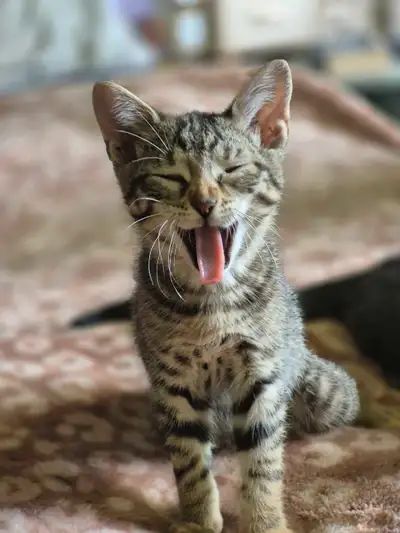 Vetted kittens, View more