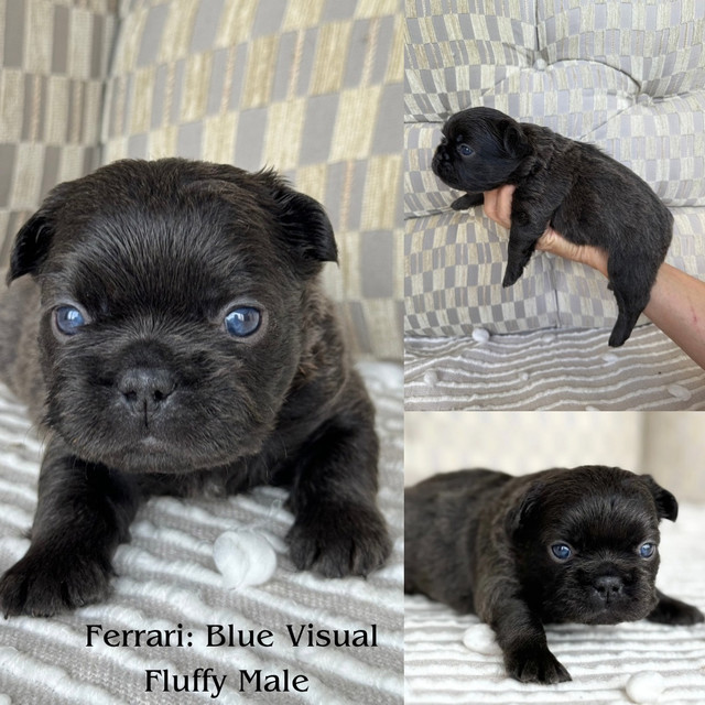 French Bulldogs - Chocolate/Fluffy/Std Coat in Dogs & Puppies for Rehoming in Calgary - Image 3