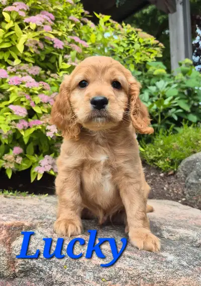 CUTE COCKAPOO PUPPIES!!!!!!!!, View more
