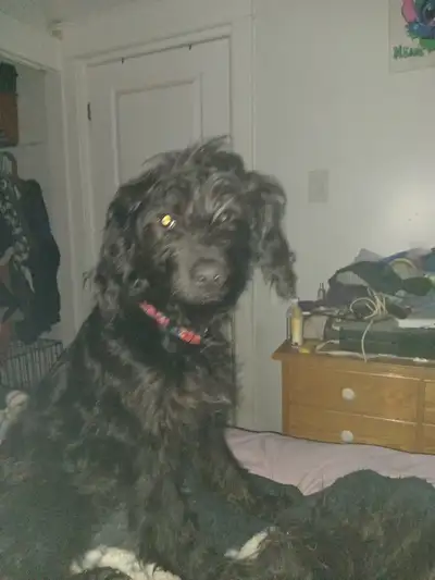 A mix puppy, View more