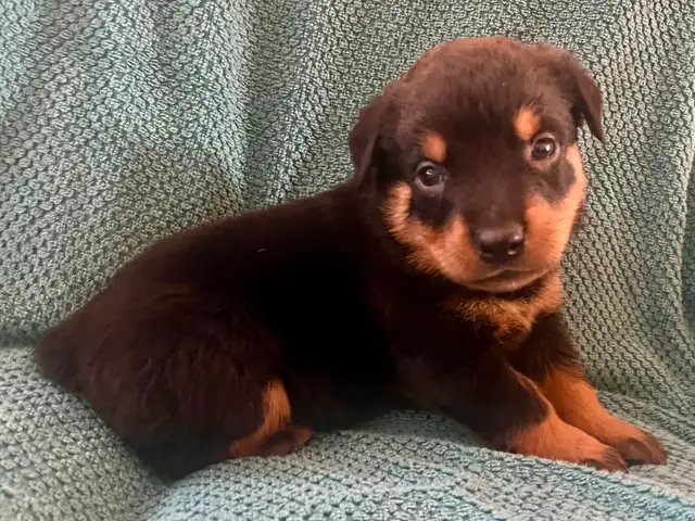 Gorgeous Rottweiler Puppies in Dogs & Puppies for Rehoming in City of Toronto - Image 4