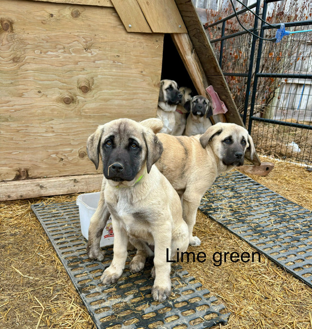 Full kangals - only 3 remaining!  in Dogs & Puppies for Rehoming in Lethbridge - Image 3