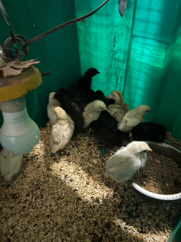 Baby Chicks for sale 2 weeks old in Livestock in Kamloops - Image 2