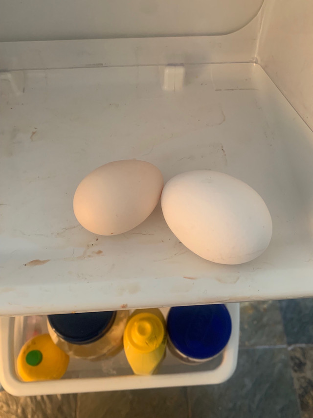 Free range organic eggs in Livestock in Windsor Region - Image 2