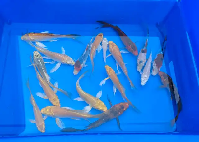 Small Butterfly Koi Fish in Fish for Rehoming in Markham / York Region - Image 4