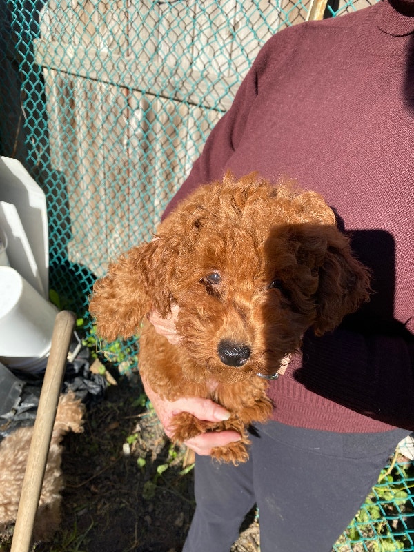 Miniature poodles . Adorable dark red cute puppies Dogs & Puppies for Rehoming Saint John