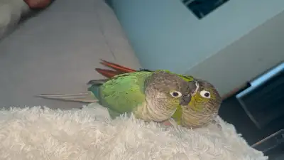Je dois malheureusement trouver une nouvelle famille pour ma conure Lisy femelle âgée de 3 ans tourq...