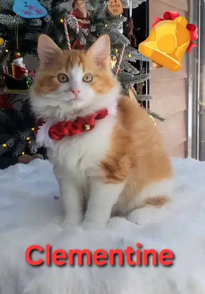 TICA/CFA Registered Cattery –Male Ragdoll Kitten AVAILABLE!, View more