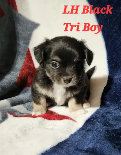 Beautiful Chihuahua Puppies!!, View more