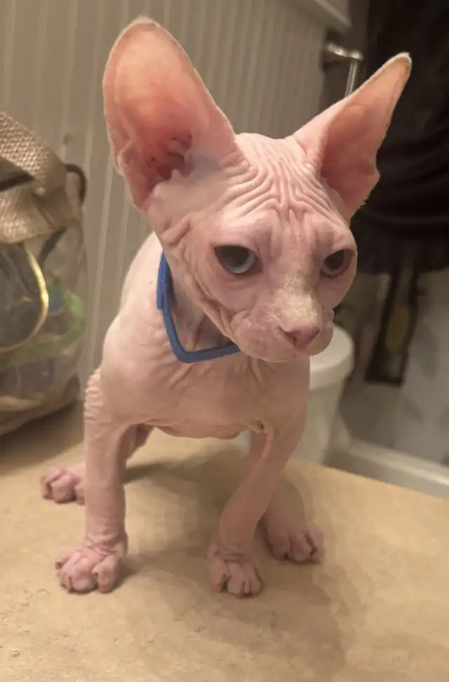 Hairless sphynx kittens in Cats & Kittens for Rehoming in North Bay - Image 7