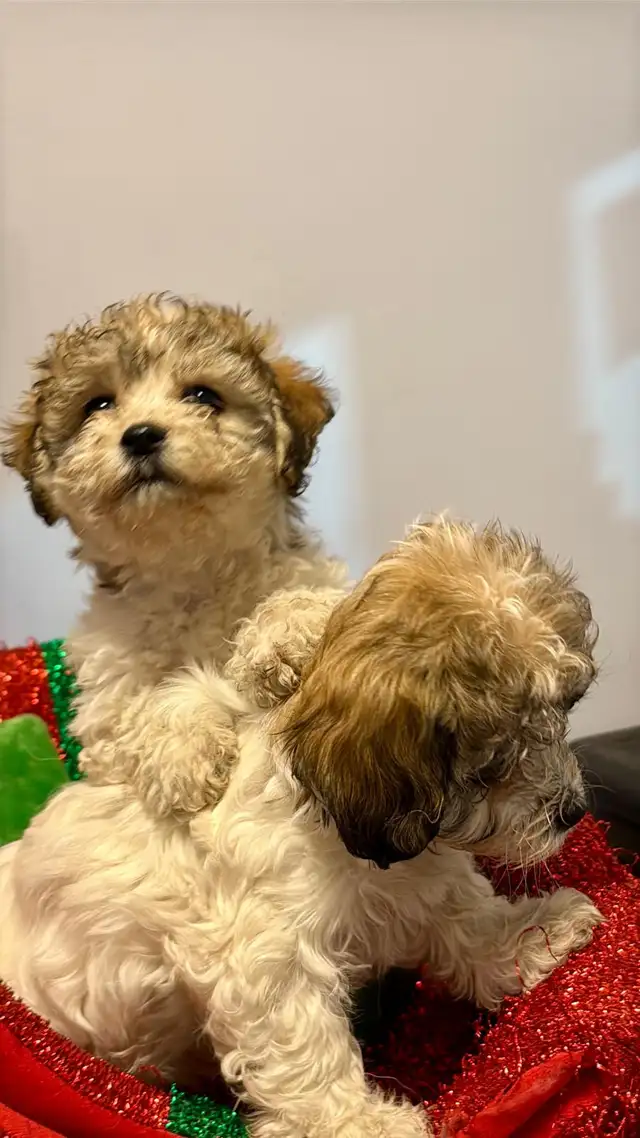 Havashan puppy in Dogs & Puppies for Rehoming in Abbotsford - Image 6