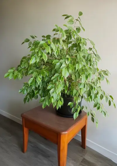 Variegated Ficus Benjamina Weeping Fig, View more