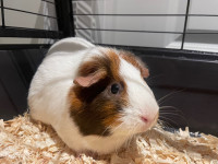 Super adorable female guinea pigs with deluxe cage! 