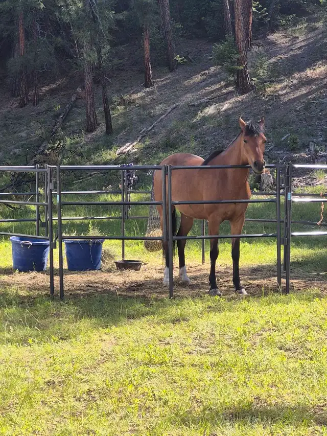 2012 Arabian Mare in Horses & Ponies for Rehoming in Cranbrook - Image 8