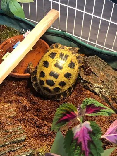 LOOKING FOR: a female Russian tortoise to be a companion to my male. If you have one and are looking...