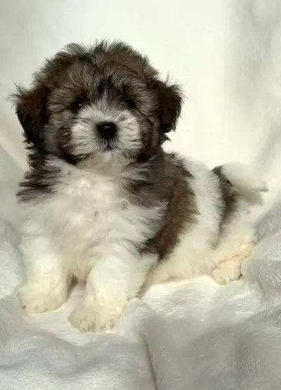 A litter of 3 toy Cockapoo puppies are ready for their new homes! The adult size would be about 6 to...