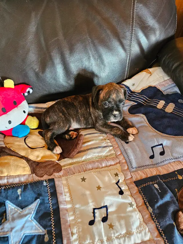 Chiots Boxer in Dogs & Puppies for Rehoming in West Island - Image 2