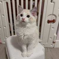 TICA Registered Seal Lynx Bicolor Ragdoll Available 
