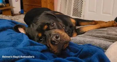 2yr Rottweiler Spayed Female, View more