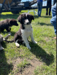 Australian Sheperd x Blue Heeler x Border Collie puppies