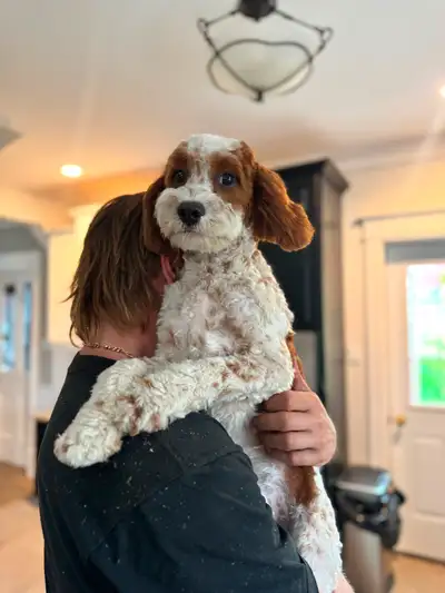 Rehoming 8 month old male Cavapoo, View more