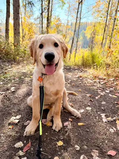 ADORABLE GOLDEN RETRIEVER PUPPIES, View more