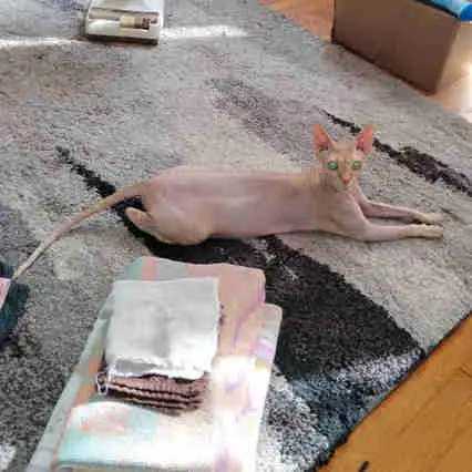 Réservée bébé chaton Sphynx in Cats & Kittens for Rehoming in Victoriaville - Image 2