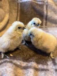 5 purebred white silkie chicks 