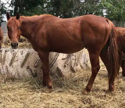 2022 AQHA gelding , View more